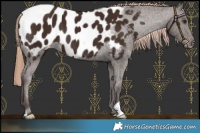Horse Color:Liver Chestnut Near Leopard