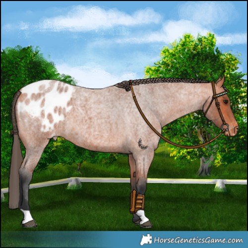 Horse Color:Bay Roan Blanket 