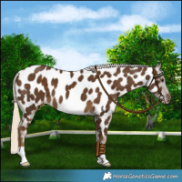 Horse Color:Chocolate Palomino Near Leopard 