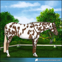 Horse Color:Chocolate Palomino Near Leopard 