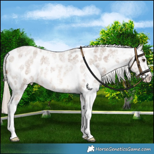 Horse Color:Chocolate Palomino Roan Sabino Blanket 