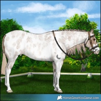 Horse Color:Chocolate Palomino Roan Sabino Appaloosa 