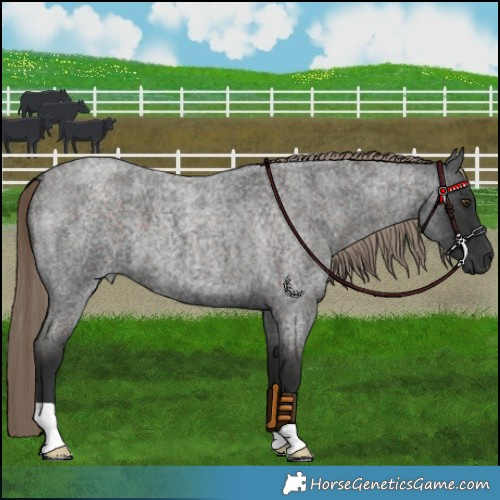 Horse Color:Liver Red Roan 