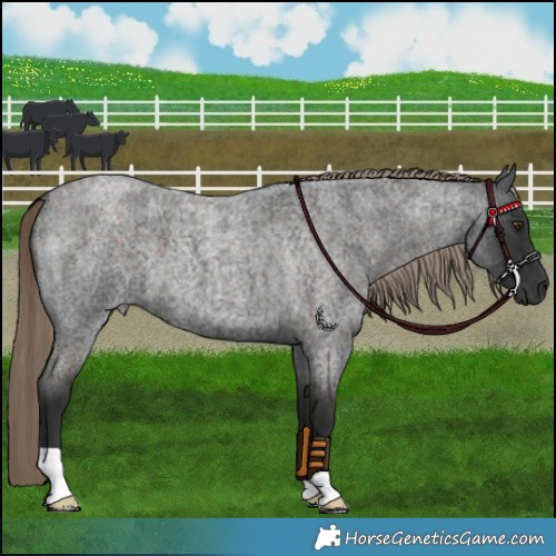 Horse Color:Liver Red Roan