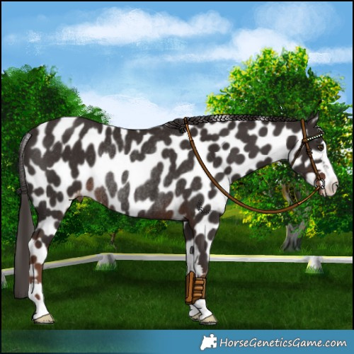 Horse Color:Liver Chestnut Leopard Rabicano 