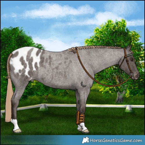 Horse Color:Liver Red Roan Blanket 