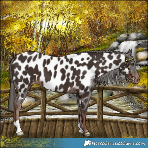Horse Color:Liver Chestnut Near Leopard 