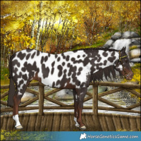 Horse Color:Liver Chestnut Appaloosa 