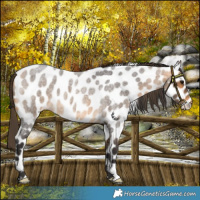 Horse Color:Buckskin Roan Leopard