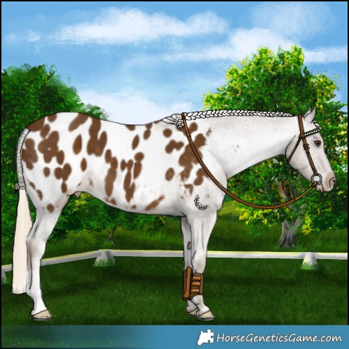 Horse Color:Chocolate Palomino Appaloosa 