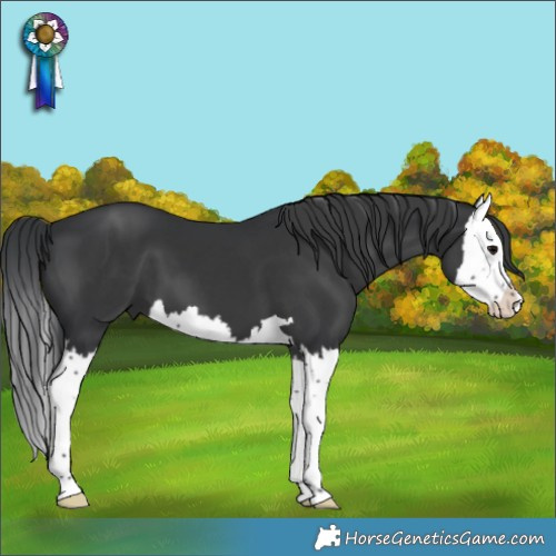 Horse Color:Black Splash 