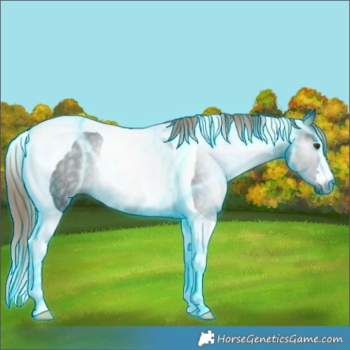 Horse Color:Gray Thunderstruck Liver Chestnut Tobiano Rabicano 