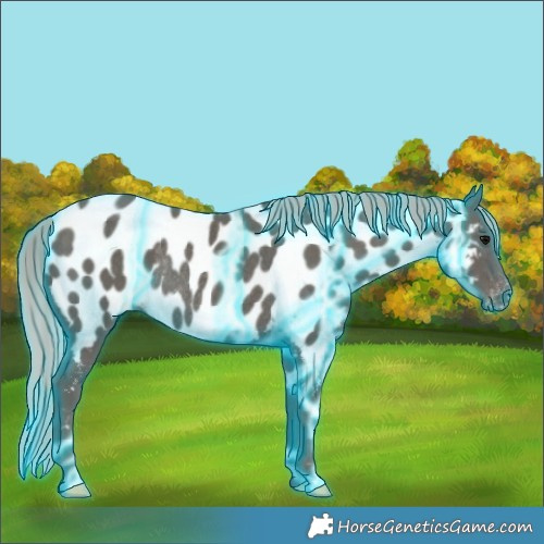 Horse Color:Thunderstruck Silver Black Appaloosa Rabicano 