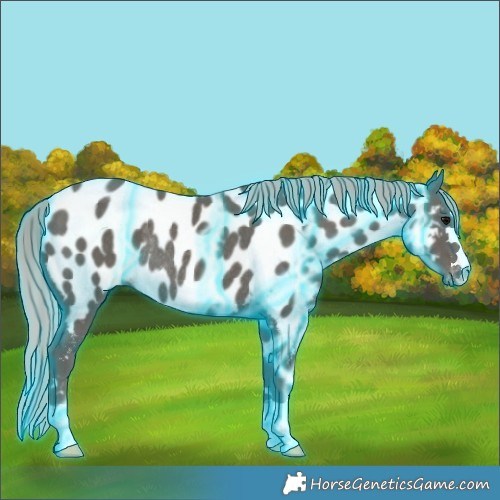 Horse Color:Thunderstruck Silver Black Appaloosa Rabicano