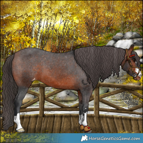 Horse Color:Brown Appaloosa 