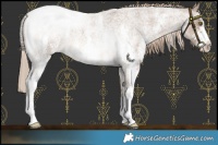 Horse Color:Chocolate Palomino Roan Sabino