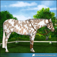 Horse Color:Chocolate Palomino Roan Near Leopard 