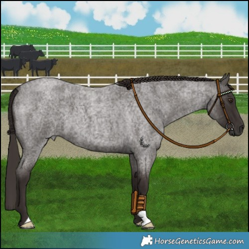 Horse Color:Liver Red Roan 