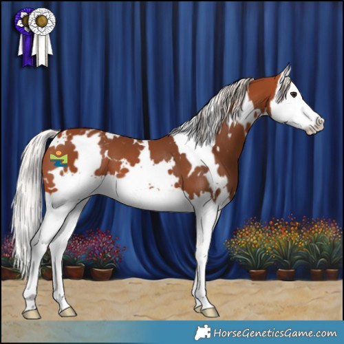 Horse Color:White Spotted Silver Bay Splash Appaloosa 