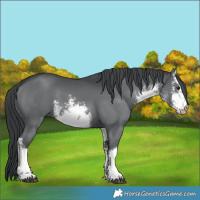 Horse Color:White Spotted Black Chinchilla 
