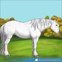 Horse Color:White Spotted Black Chinchilla Ice Sabino