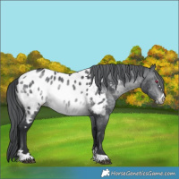 Horse Color:Brown Chinchilla Near Leopard 