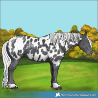 Horse Color:Silver Black Chinchilla Appaloosa