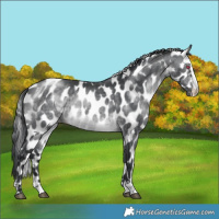 Horse Color:Brown Chinchilla Appaloosa