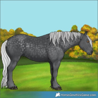 Horse Color:White Spotted Silver Black Chinchilla Rabicano 