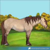 Horse Color:Chocolate Buckskin Dun