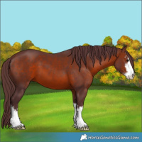 Horse Color:White Spotted Chocolate Brown 
