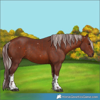 Horse Color:White Spotted Chocolate Brown  and White Spotted Chocolate Silver Brown Rabicano 