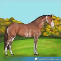 Horse Color:White Spotted Chocolate Bay 