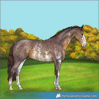 Horse Color:Chocolate Buckskin Sabino Rabicano 