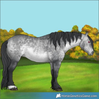 Horse Color:Bay Chinchilla 