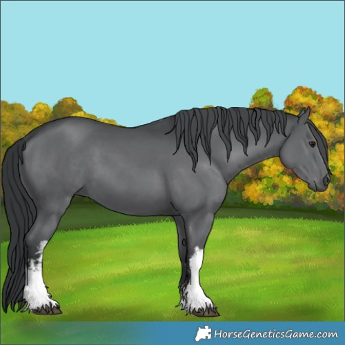 Horse Color:White Spotted Black Chinchilla