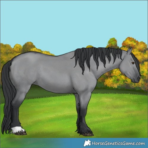 Horse Color:Grullo Chinchilla