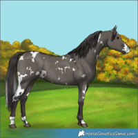Horse Color:White Spotted Smoky Grullo Rabicano