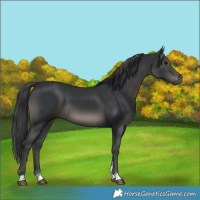 Horse Color:Black Mushroom Sabino 