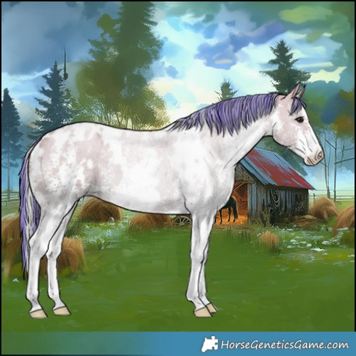Horse Color:Painted White Spotted Silver Grullo Sabino 