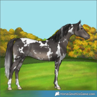 Horse Color:White Spotted Smoky Black 