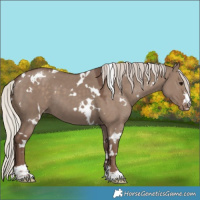 Horse Color:White Spotted Silver Grullo Varnish 