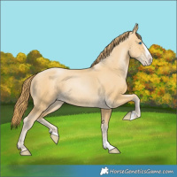 Horse Color:Smoky Black Pearl Splash 