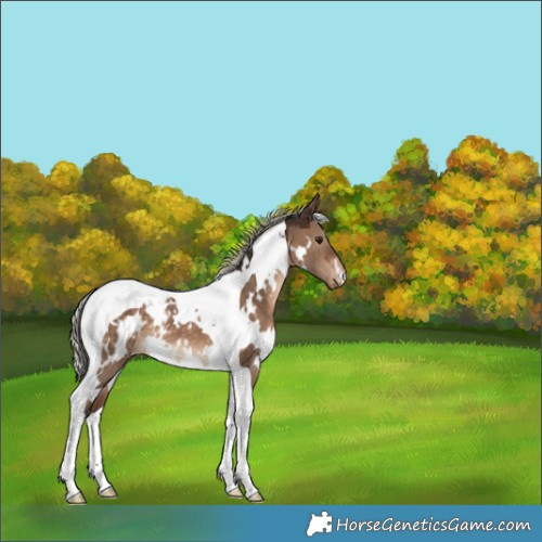 Horse Color:White Spotted Silver Brown Dun Tobiano Appaloosa