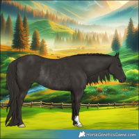 Horse Color:Liver Chestnut Rabicano 