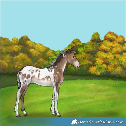 Horse Color:White Spotted Silver Brown Dun Tobiano Appaloosa 