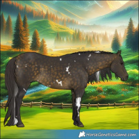 Horse Color:White Spotted Buckskin 