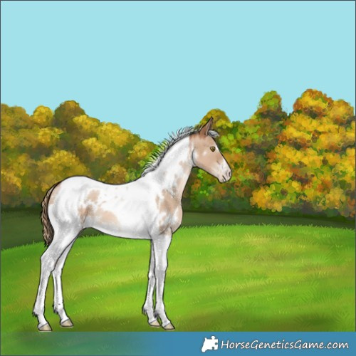 Horse Color:White Spotted Liver Red Dun Pearl Tobiano 