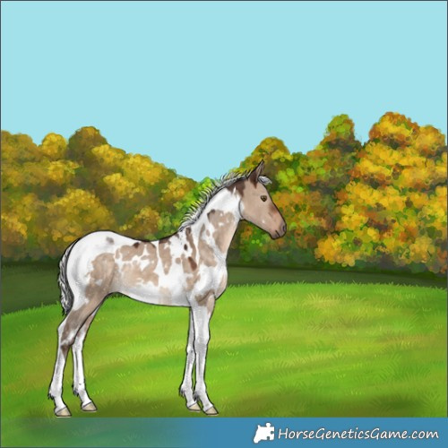Horse Color:White Spotted Silver Brown Dun Tobiano 