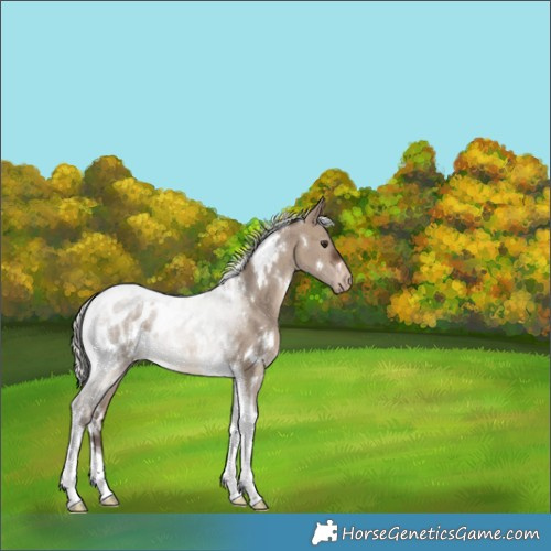 Horse Color:White Spotted Silver Brown Dun Tobiano Appaloosa 